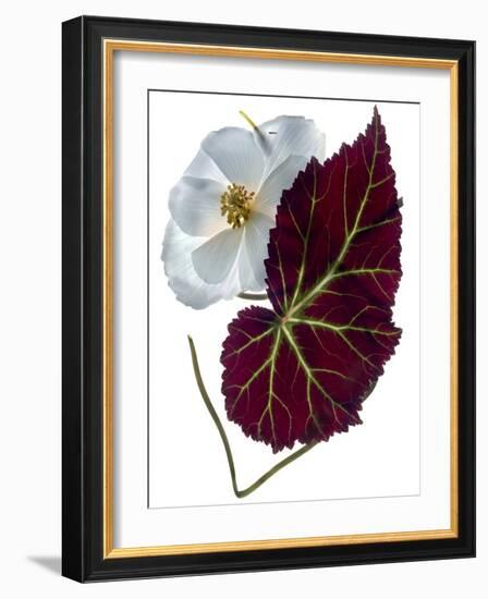 Begonia White-Julia McLemore-Framed Photographic Print