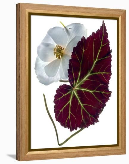 Begonia White-Julia McLemore-Framed Premier Image Canvas