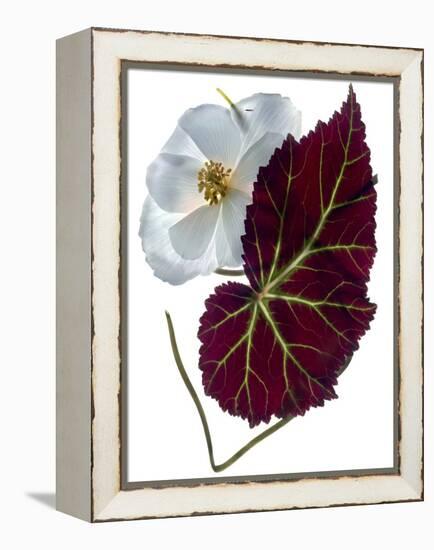 Begonia White-Julia McLemore-Framed Premier Image Canvas
