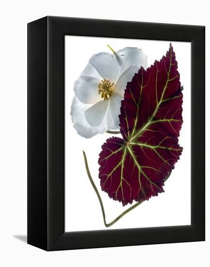 Begonia White-Julia McLemore-Framed Premier Image Canvas