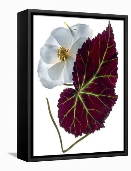 Begonia White-Julia McLemore-Framed Premier Image Canvas