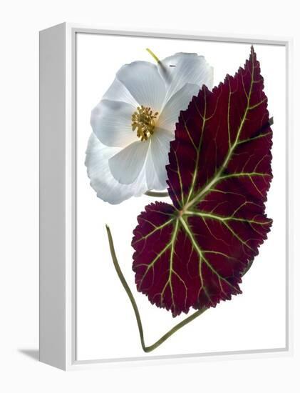 Begonia White-Julia McLemore-Framed Premier Image Canvas