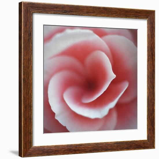 Begonia-Lotte Gronkjaer-Framed Giclee Print