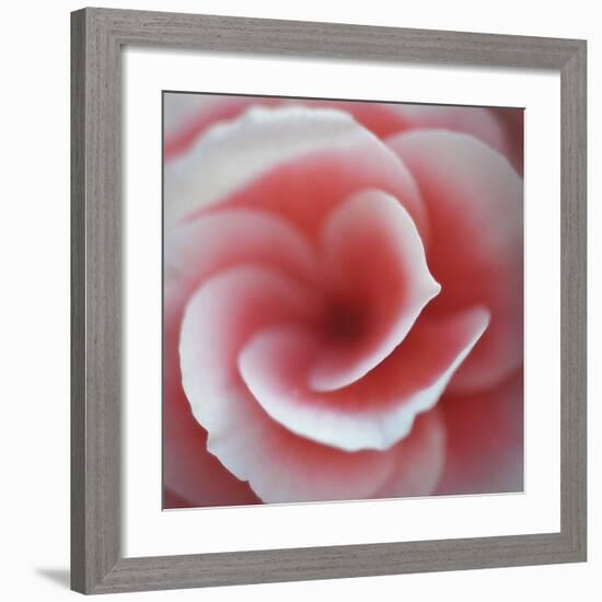 Begonia-Lotte Gronkjaer-Framed Giclee Print