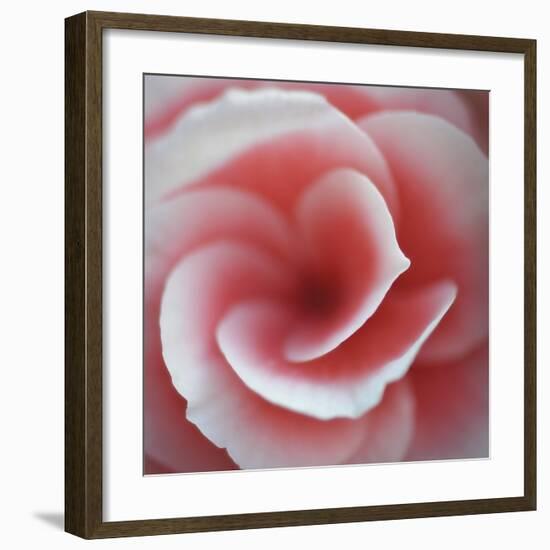 Begonia-Lotte Gronkjaer-Framed Giclee Print