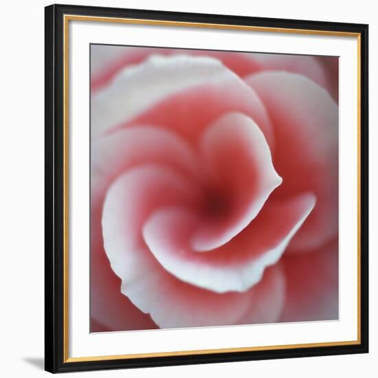 Begonia-Lotte Gronkjaer-Framed Giclee Print