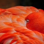 Beautiful Flamingo-behindlens-Photographic Print