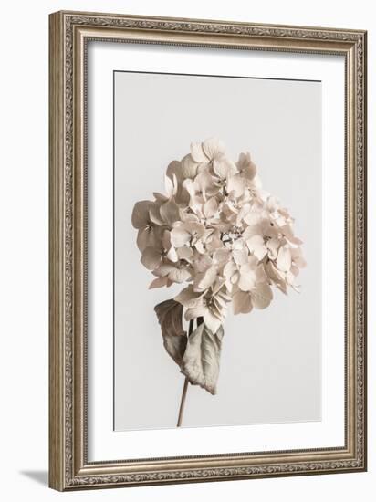 Beige dried flower-Pictufy Studio III-Framed Giclee Print