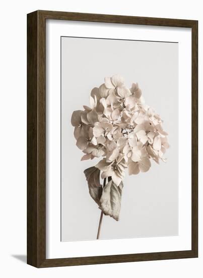 Beige dried flower-Pictufy Studio III-Framed Giclee Print