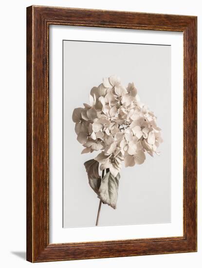 Beige dried flower-Pictufy Studio III-Framed Giclee Print