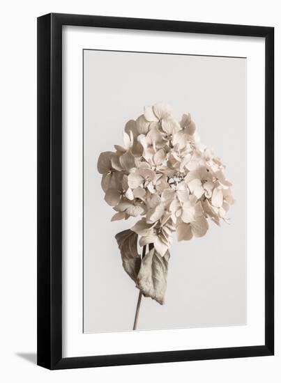 Beige dried flower-Pictufy Studio III-Framed Giclee Print