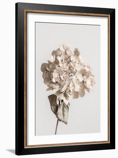 Beige dried flower-Pictufy Studio III-Framed Giclee Print