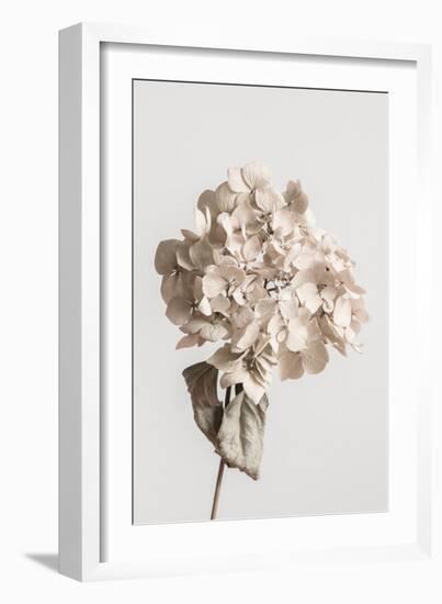 Beige dried flower-Pictufy Studio III-Framed Giclee Print