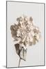 Beige dried flower-Pictufy Studio III-Mounted Giclee Print