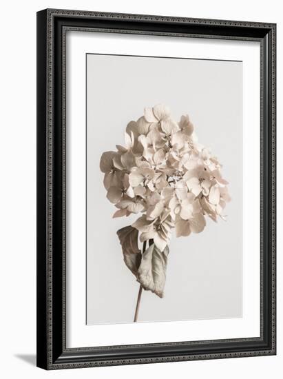 Beige dried flower-Pictufy Studio III-Framed Giclee Print