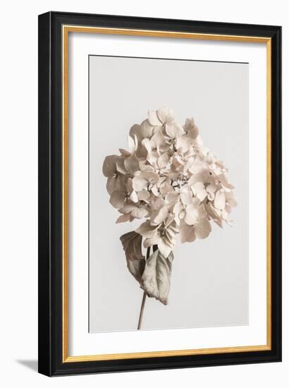 Beige dried flower-Pictufy Studio III-Framed Giclee Print