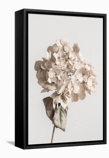 Beige dried flower-Pictufy Studio III-Framed Premier Image Canvas