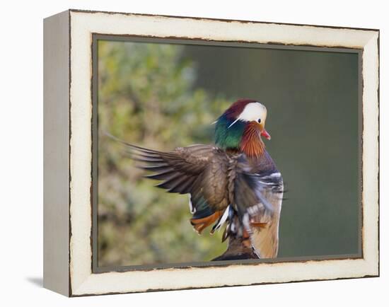 Beijing China, Male Mandarin Duck flapping wings-Alice Garland-Framed Premier Image Canvas