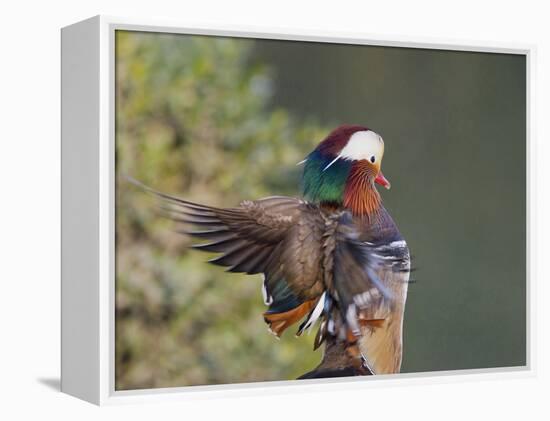 Beijing China, Male Mandarin Duck flapping wings-Alice Garland-Framed Premier Image Canvas