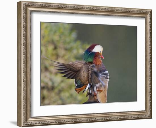 Beijing China, Male Mandarin Duck flapping wings-Alice Garland-Framed Photographic Print