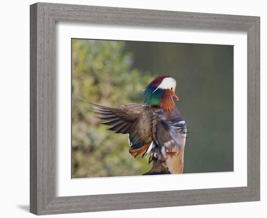 Beijing China, Male Mandarin Duck flapping wings-Alice Garland-Framed Photographic Print