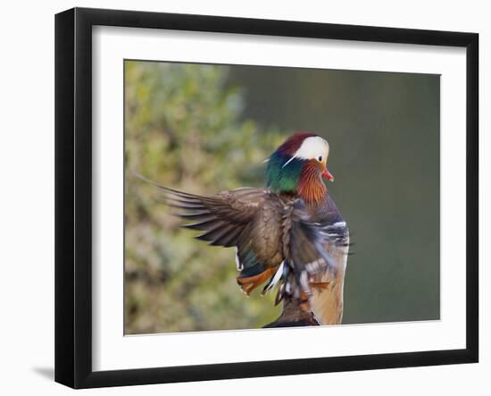 Beijing China, Male Mandarin Duck flapping wings-Alice Garland-Framed Photographic Print