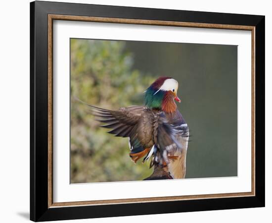 Beijing China, Male Mandarin Duck flapping wings-Alice Garland-Framed Photographic Print