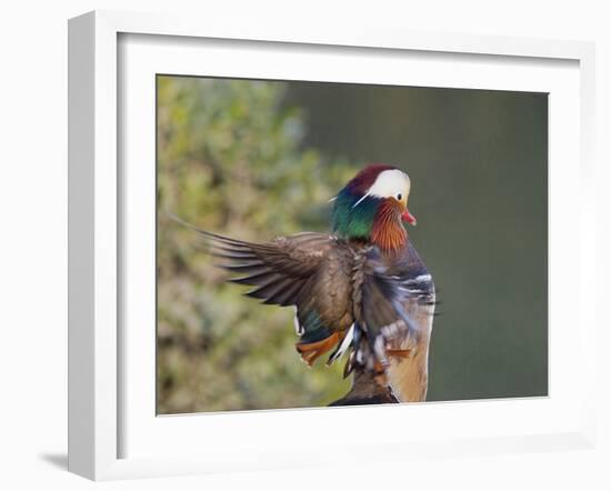 Beijing China, Male Mandarin Duck flapping wings-Alice Garland-Framed Photographic Print