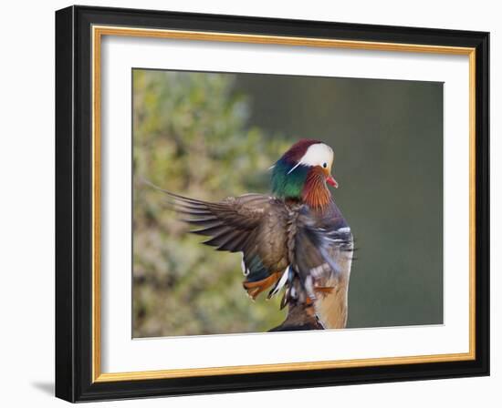 Beijing China, Male Mandarin Duck flapping wings-Alice Garland-Framed Photographic Print