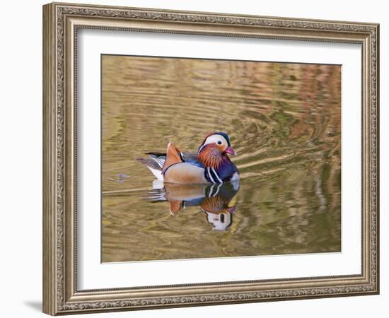 Beijing, China, Male mandarin duck swimming in pond-Alice Garland-Framed Photographic Print