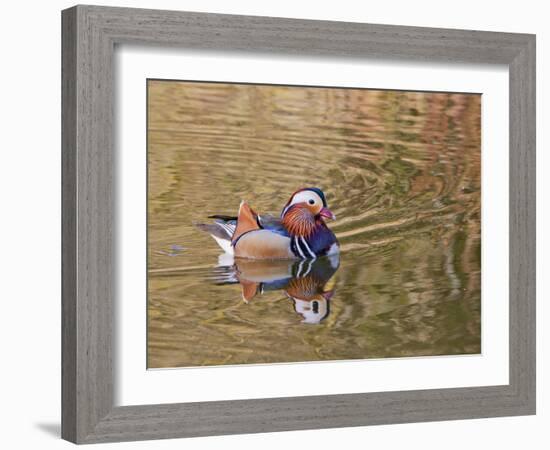 Beijing, China, Male mandarin duck swimming in pond-Alice Garland-Framed Photographic Print