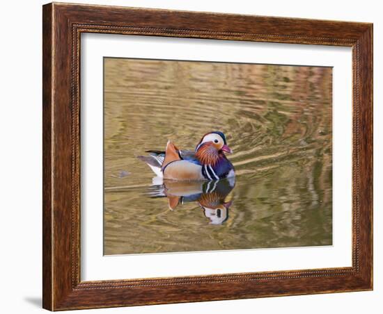 Beijing, China, Male mandarin duck swimming in pond-Alice Garland-Framed Photographic Print