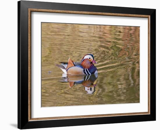 Beijing, China, Male mandarin duck swimming in pond-Alice Garland-Framed Photographic Print