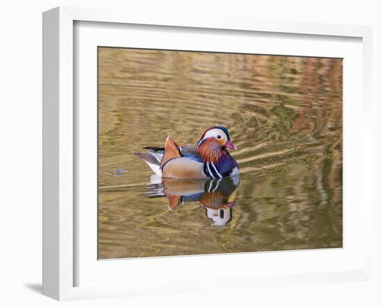 Beijing, China, Male mandarin duck swimming in pond-Alice Garland-Framed Photographic Print