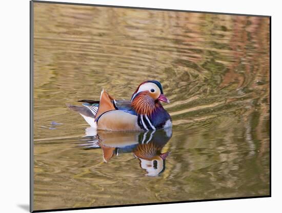 Beijing, China, Male mandarin duck swimming in pond-Alice Garland-Mounted Photographic Print