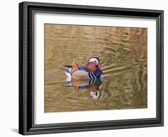 Beijing, China, Male mandarin duck swimming in pond-Alice Garland-Framed Photographic Print