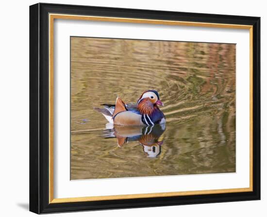 Beijing, China, Male mandarin duck swimming in pond-Alice Garland-Framed Photographic Print