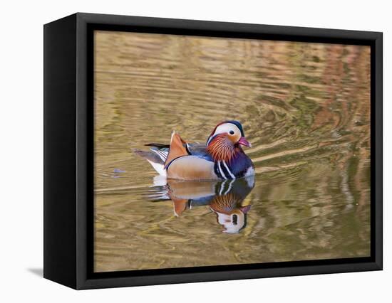 Beijing, China, Male mandarin duck swimming in pond-Alice Garland-Framed Premier Image Canvas