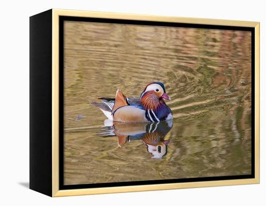 Beijing, China, Male mandarin duck swimming in pond-Alice Garland-Framed Premier Image Canvas