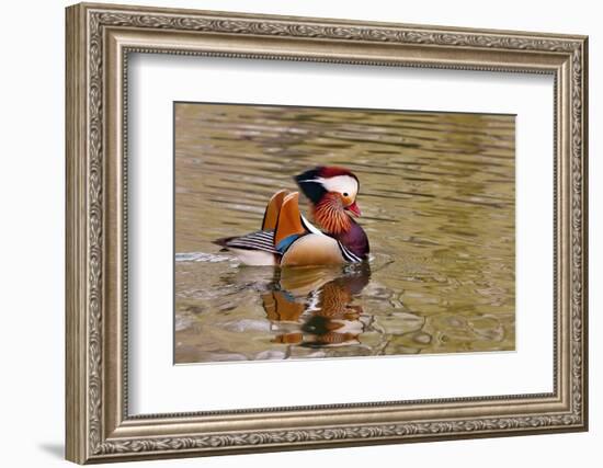 Beijing, China, Male mandarin duck swimming in pond-Alice Garland-Framed Photographic Print