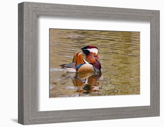 Beijing, China, Male mandarin duck swimming in pond-Alice Garland-Framed Photographic Print