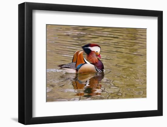 Beijing, China, Male mandarin duck swimming in pond-Alice Garland-Framed Photographic Print