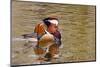 Beijing, China, Male mandarin duck swimming in pond-Alice Garland-Mounted Photographic Print