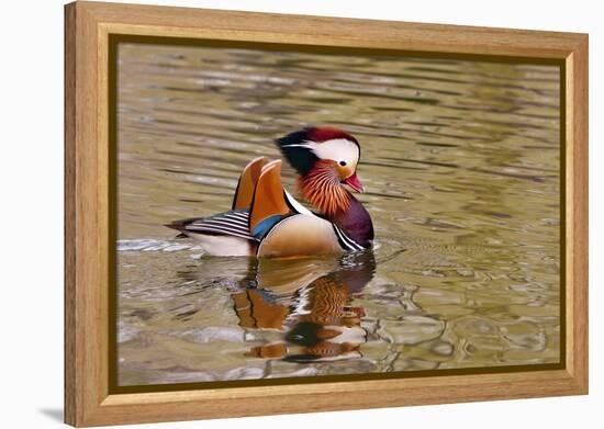 Beijing, China, Male mandarin duck swimming in pond-Alice Garland-Framed Premier Image Canvas