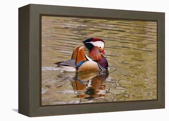 Beijing, China, Male mandarin duck swimming in pond-Alice Garland-Framed Premier Image Canvas