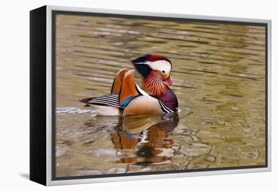 Beijing, China, Male mandarin duck swimming in pond-Alice Garland-Framed Premier Image Canvas
