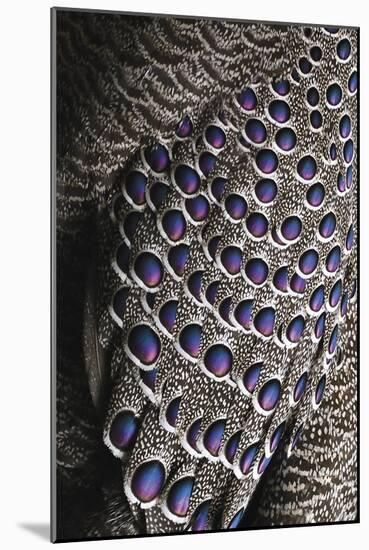 Bejewelled Bird-Staffan Widstrand-Mounted Giclee Print