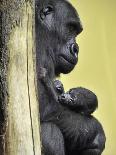 APTOPIX Hungary Newborn Gorilla-Bela Szandelszky-Framed Photographic Print