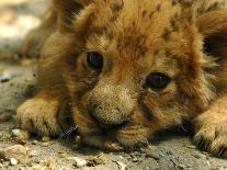 Lion Cub, Budapest, Hungary-Bela Szandelszky-Framed Premier Image Canvas