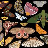 Moths Pachanga, Moths Mix-Belen Mena-Giclee Print